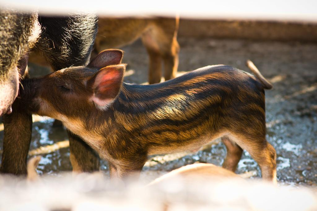Platanorema Agios Ioannis Prodromos Buitenkant foto